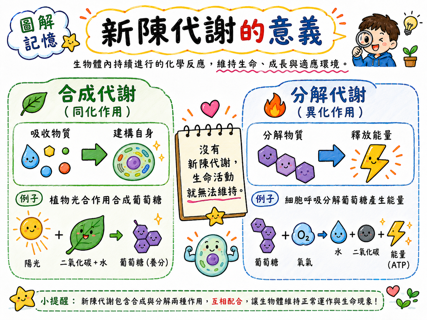新陳代謝圖解，說明合成代謝吸收物質建構自身，分解代謝分解物質釋放能量。