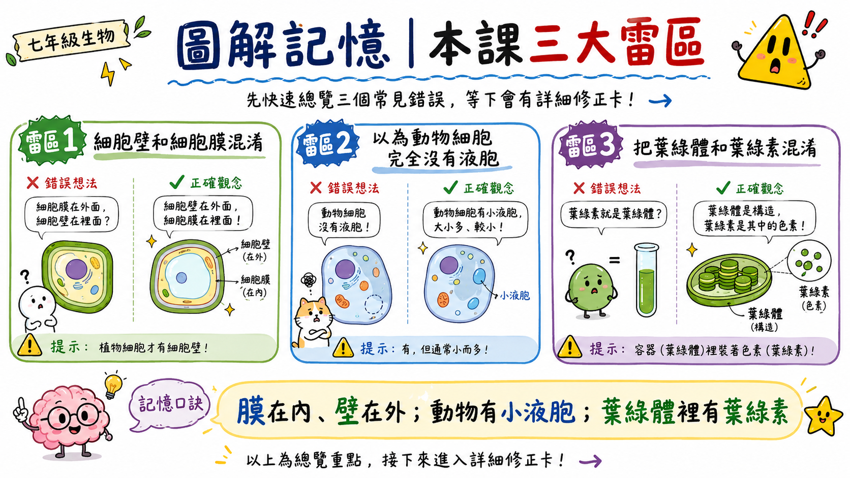本課三大雷區總覽圖，包含細胞壁和細胞膜混淆、動物細胞液胞觀念錯誤、葉綠體和葉綠素混淆。