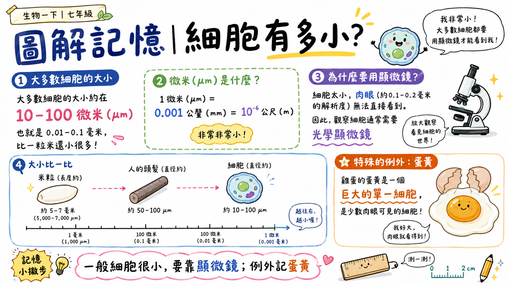 細胞大小圖，說明大多數細胞約10至100微米，需要用光學顯微鏡觀察，雞蛋蛋黃是少數肉眼可見的巨大單一細胞。