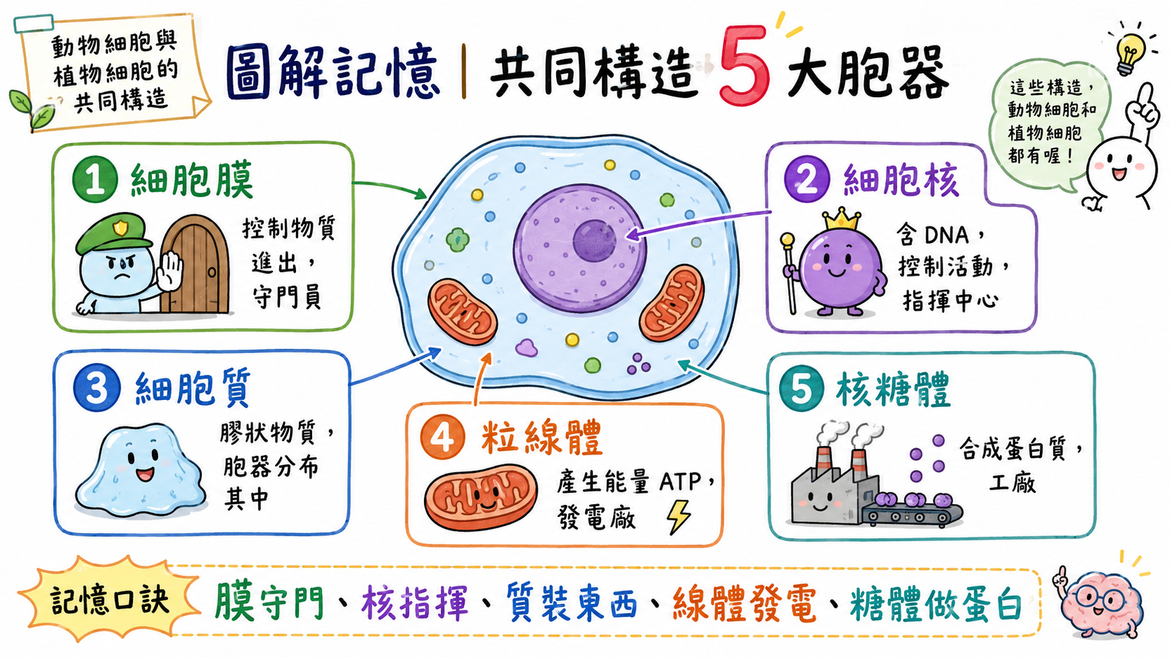 動植物細胞共同構造圖，包含細胞膜、細胞核、細胞質、粒線體與核糖體的功能。