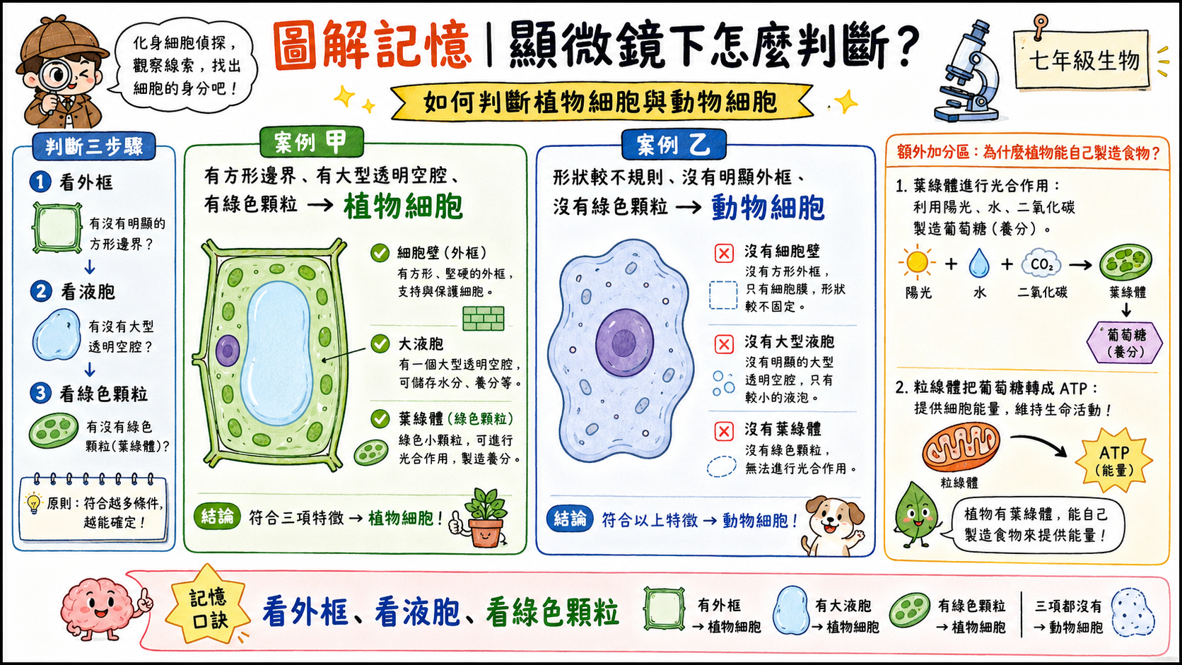 顯微鏡下細胞辨識圖，說明用細胞壁、大液胞和葉綠體判斷植物細胞，動物細胞則形狀較不規則且無葉綠體。