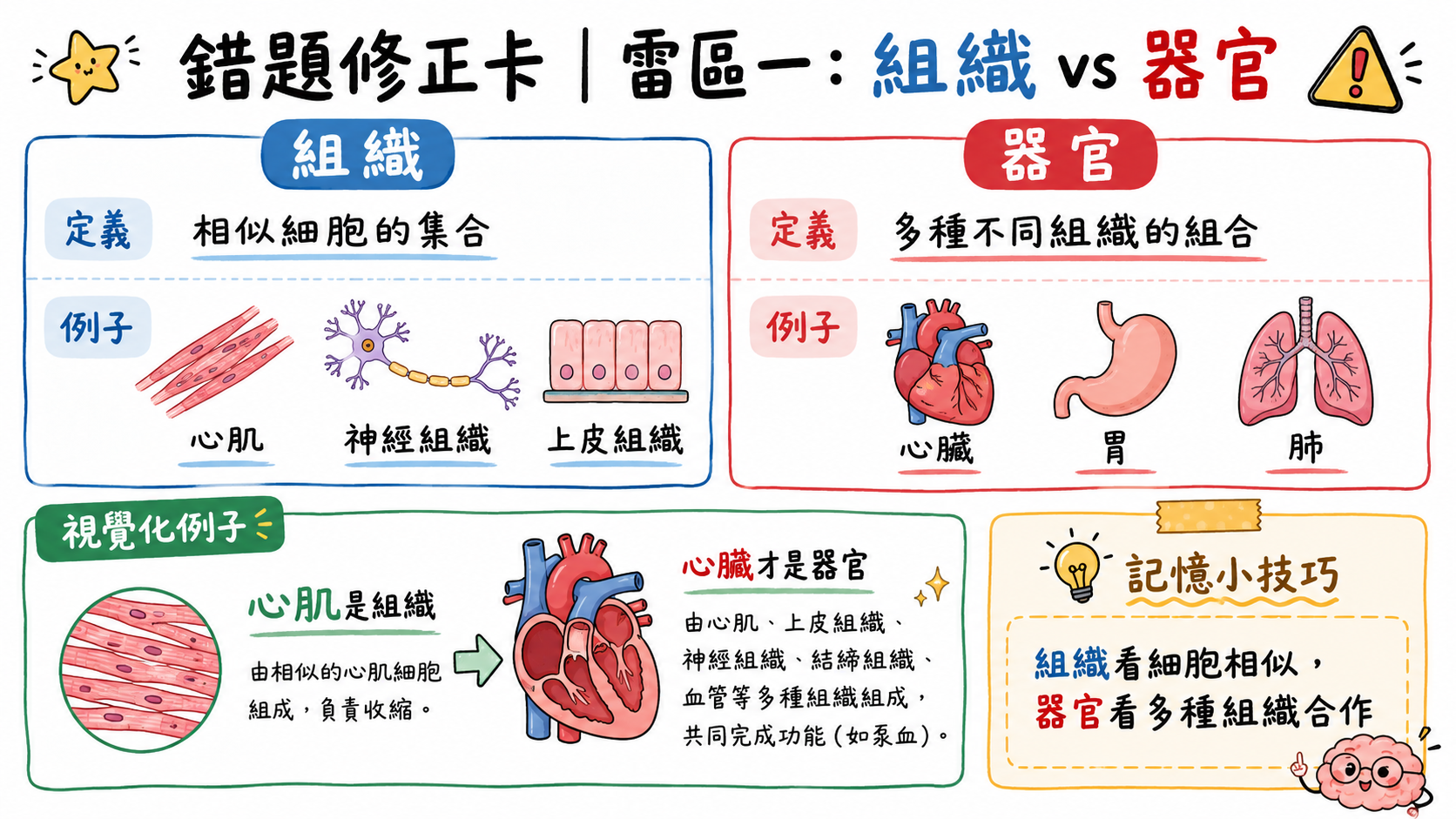 錯題修正卡，說明組織是相似細胞集合，器官是多種不同組織組合。