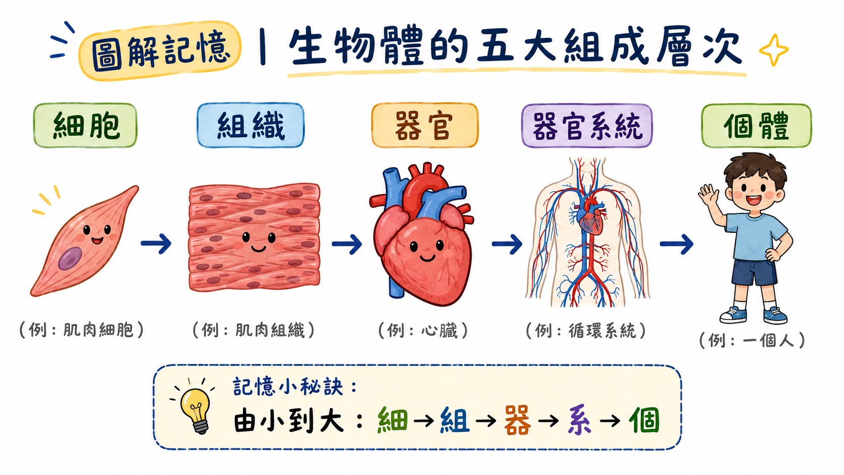 生物體五大組成層次圖，整理細胞、組織、器官、器官系統與個體的關係。