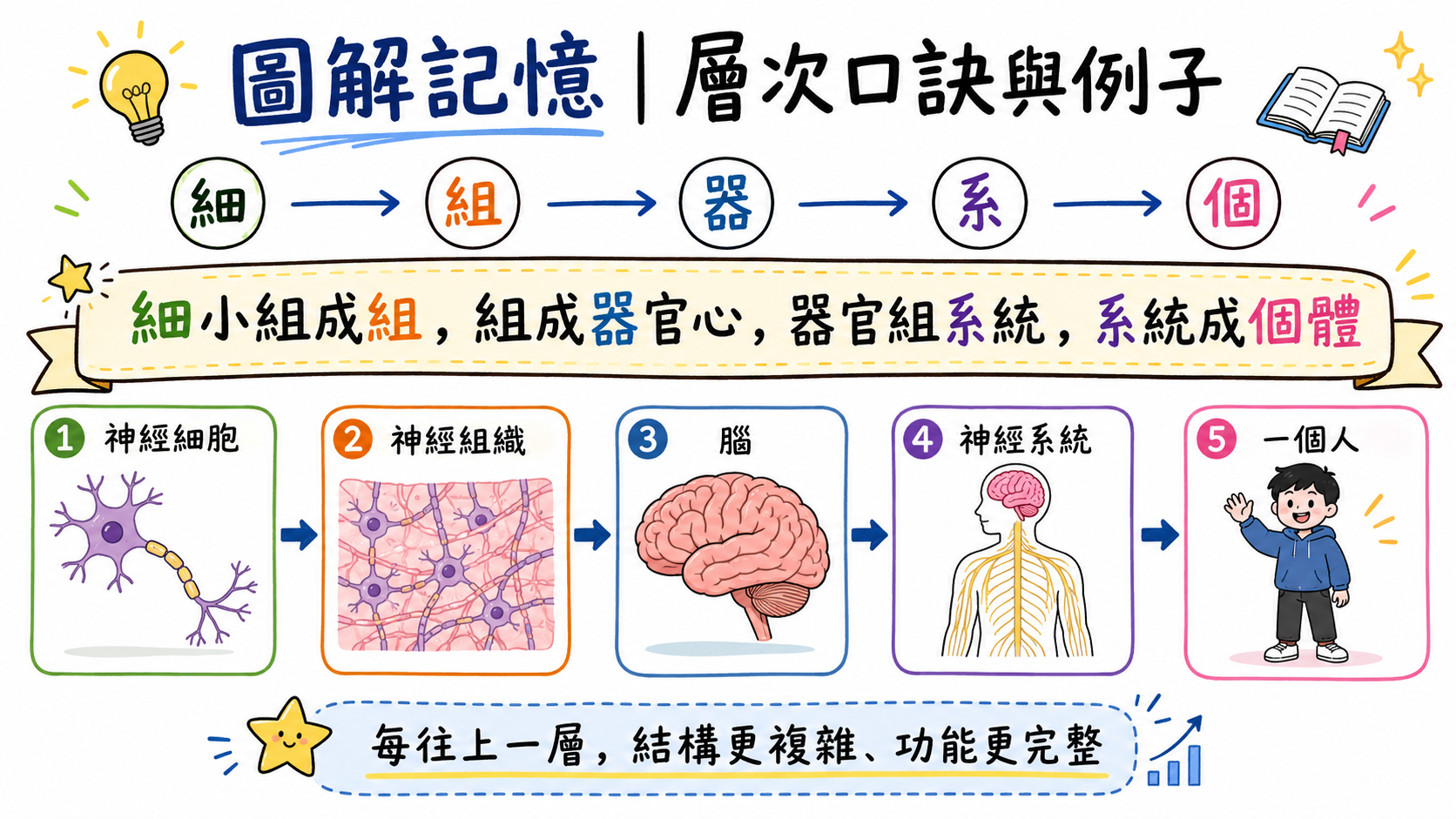 生物體組成層次口訣圖，示範細胞、組織、器官、器官系統與個體的例子。