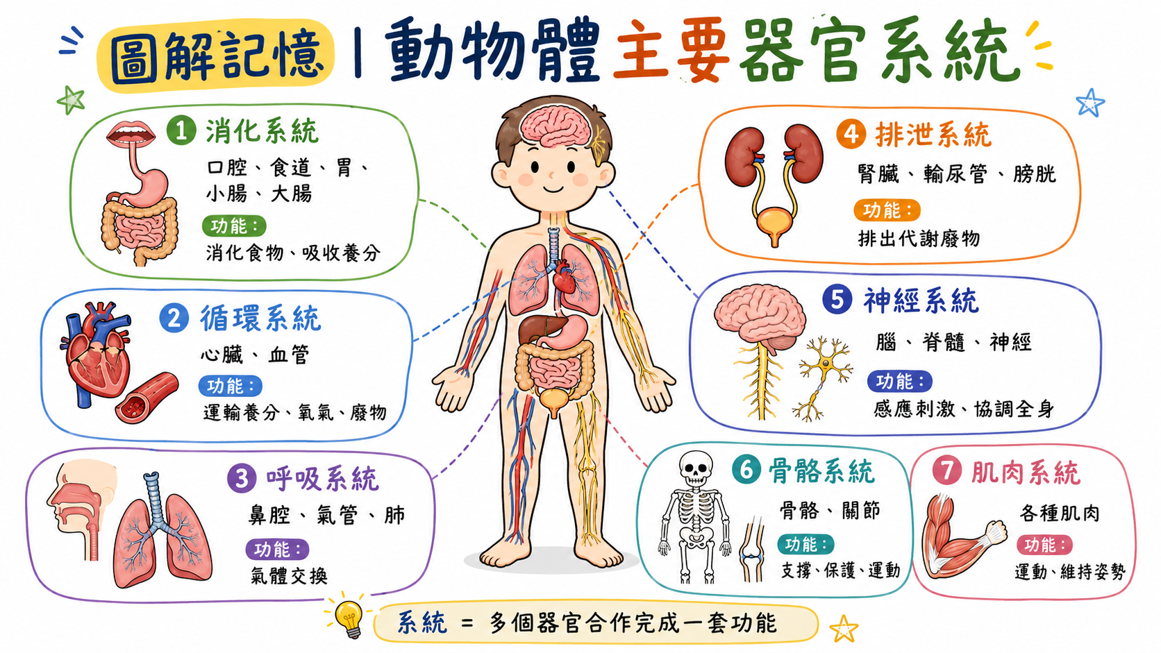 動物體主要器官系統圖，整理消化系統、循環系統、呼吸系統、排泄系統、神經系統、骨骼系統與肌肉系統。