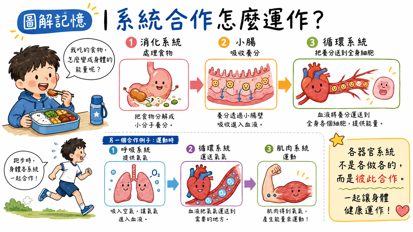 器官系統合作圖，說明消化系統、循環系統、呼吸系統與肌肉系統如何合作。