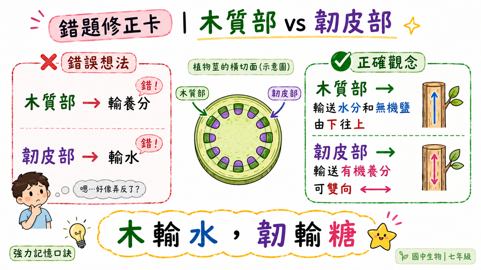 錯題修正卡，說明木質部輸水由下往上，韌皮部輸送有機養分且可雙向。