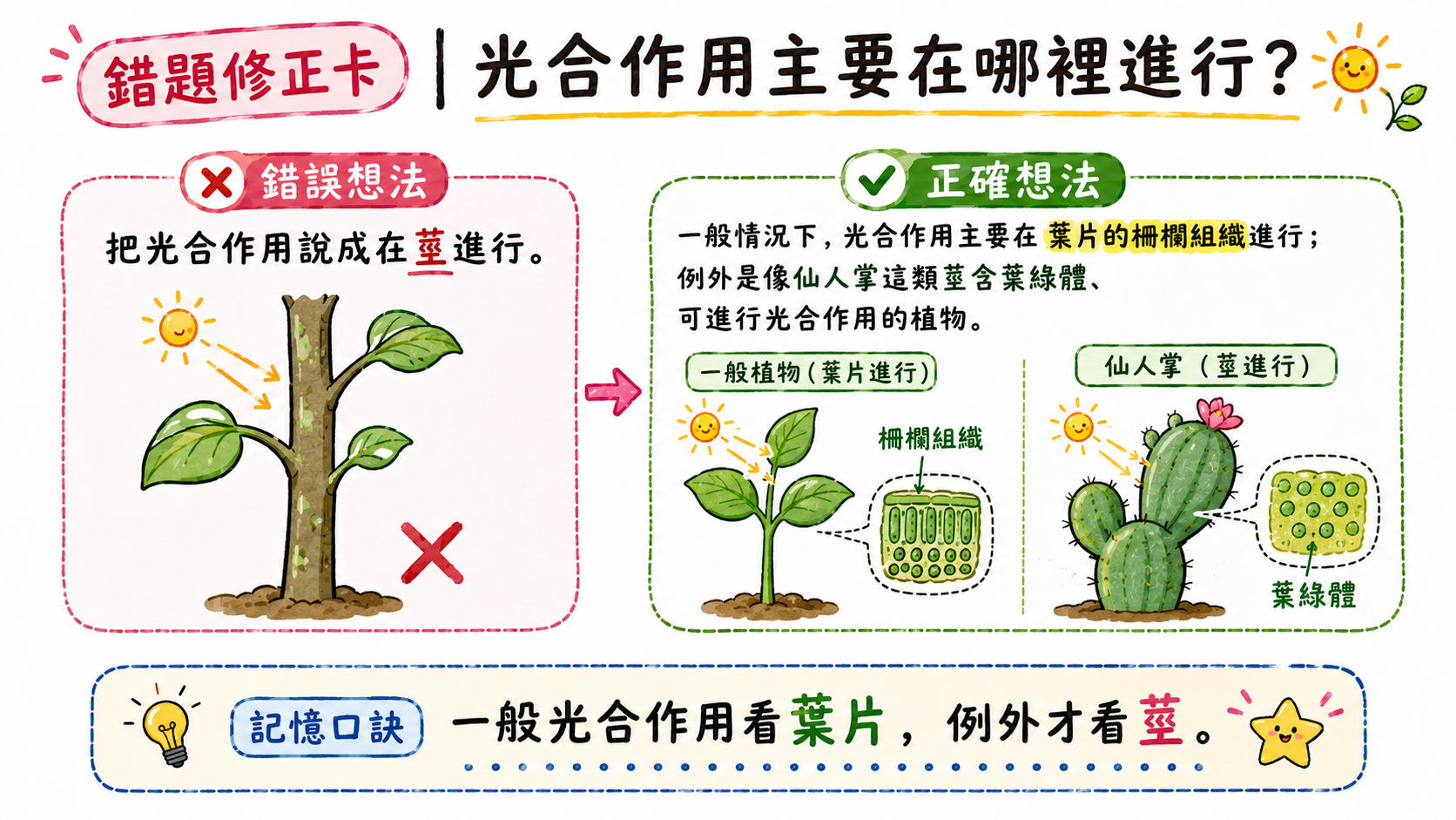 錯題修正卡，說明光合作用主要在葉片進行，仙人掌等特殊植物的莖可進行光合作用屬於例外。