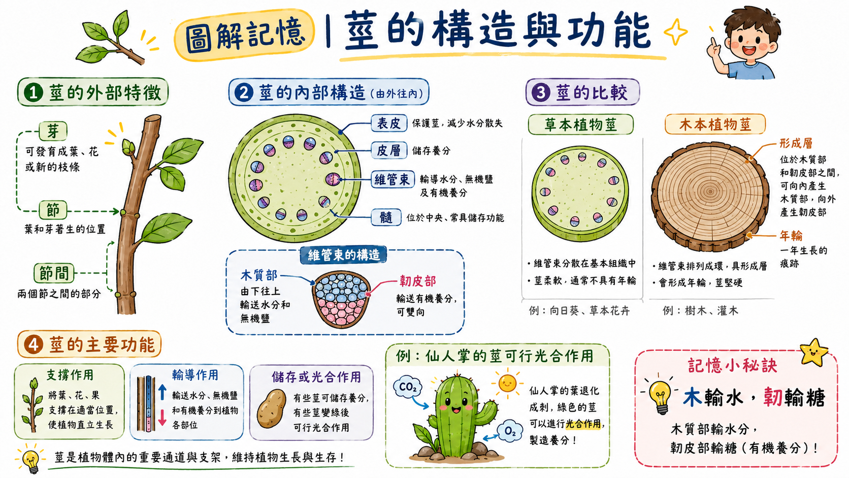 莖的構造與功能圖，說明節、節間、芽、維管束、木質部、韌皮部與莖的功能。