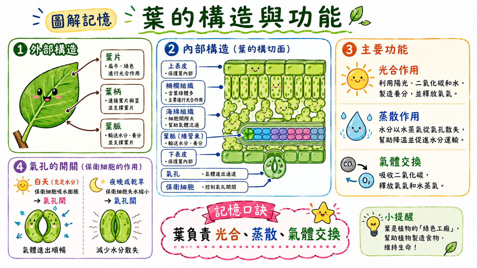 葉的構造與功能圖，說明葉片、葉柄、葉脈、表皮、葉肉、氣孔與葉的主要功能。