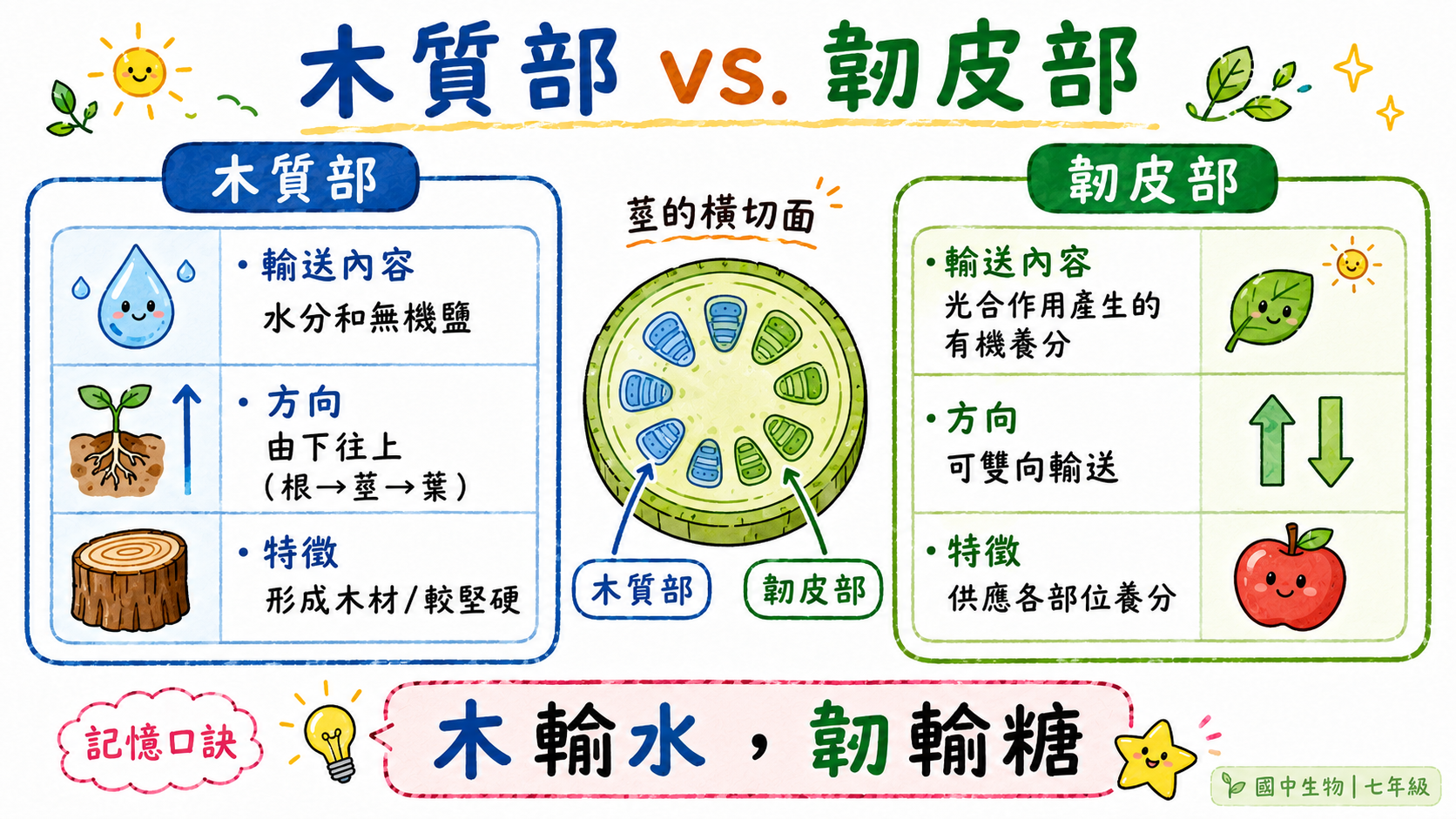 植物構造生活應用圖，整理蘿蔔、地瓜、胡蘿蔔是根，馬鈴薯、甘蔗、蓮藕是莖，高麗菜、菠菜、茶葉是葉。