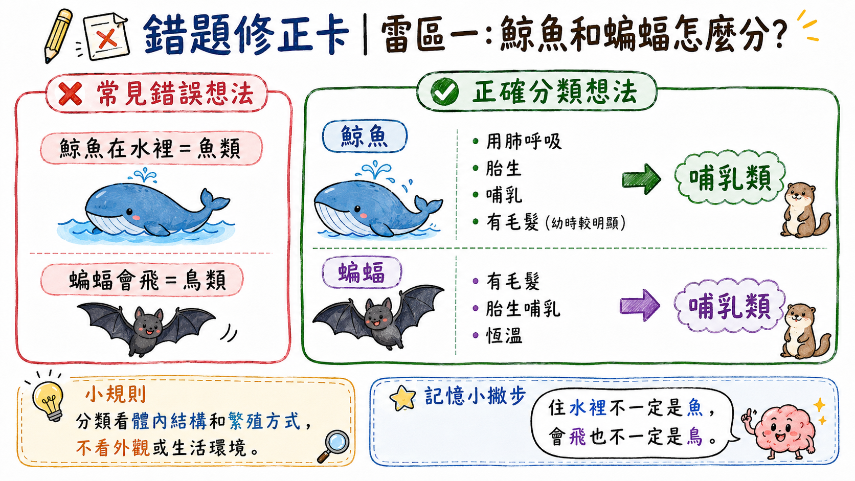 錯題修正卡，說明鯨魚用肺呼吸、胎生哺乳，蝙蝠有毛髮、胎生哺乳，兩者都屬於哺乳類。