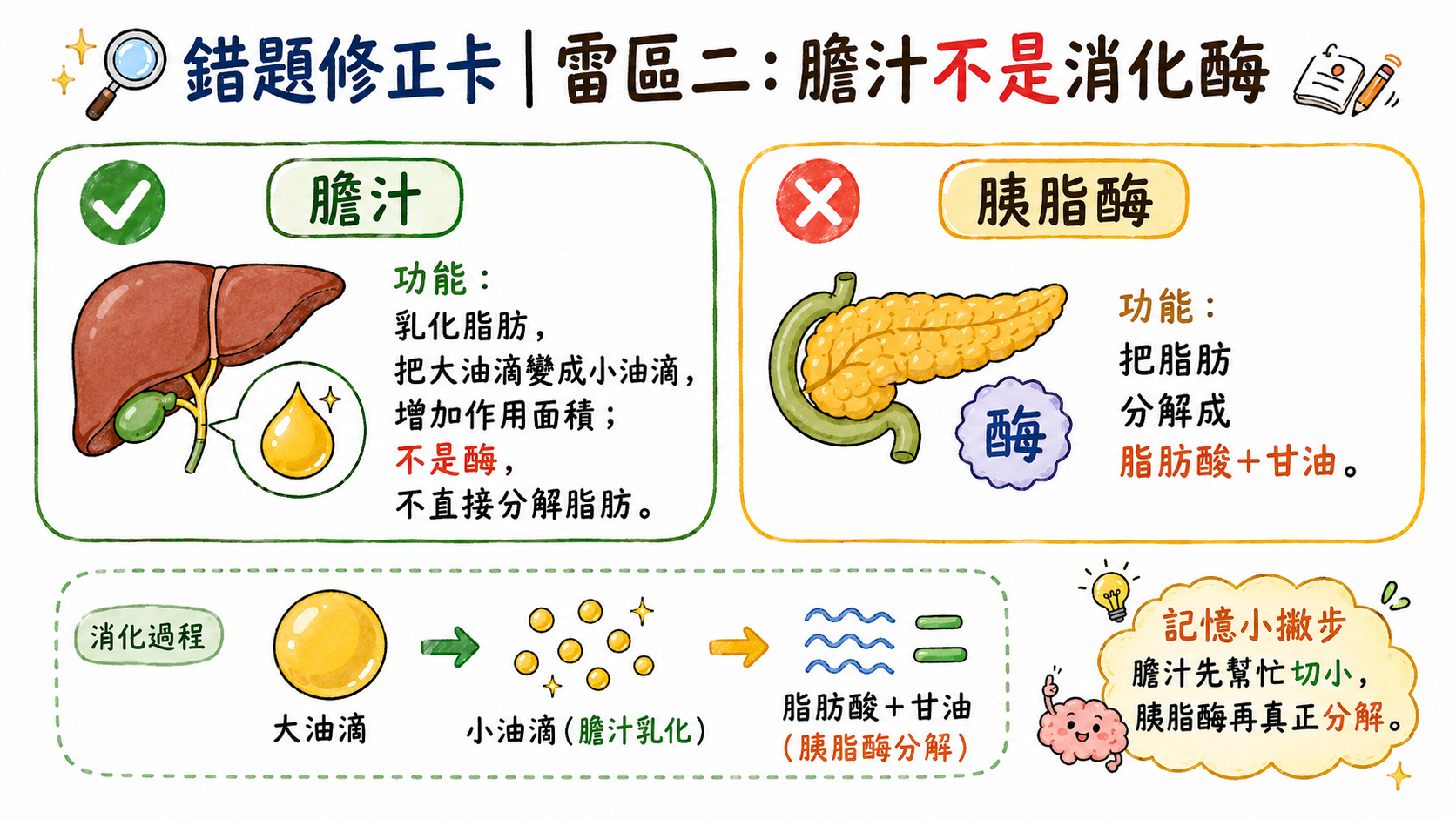 錯題修正卡，說明膽汁是乳化劑，不是消化酶，真正分解脂肪的是胰脂酶。