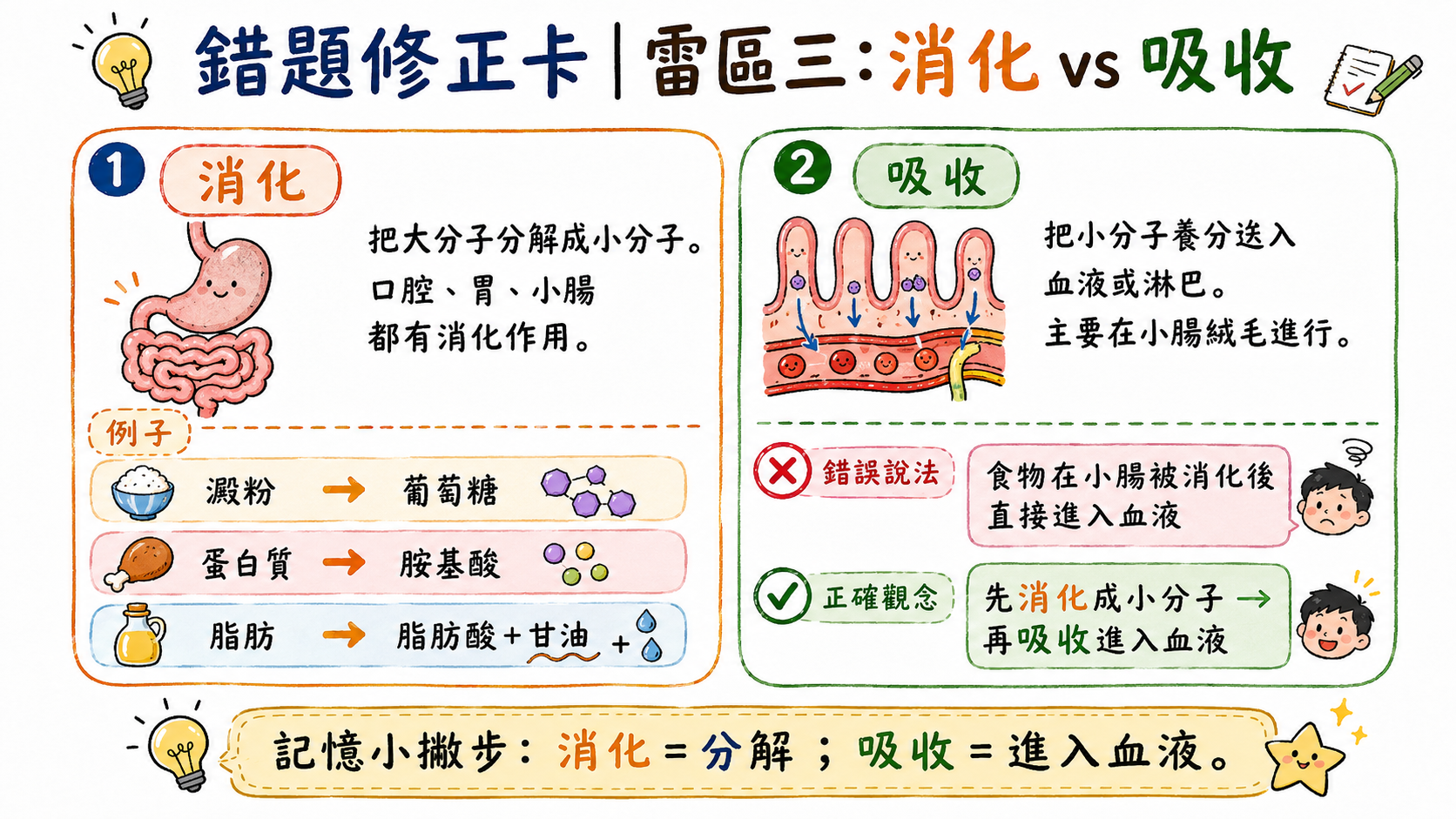 錯題修正卡，說明消化是分解大分子，吸收是小分子進入血液或淋巴，兩者是不同步驟。
