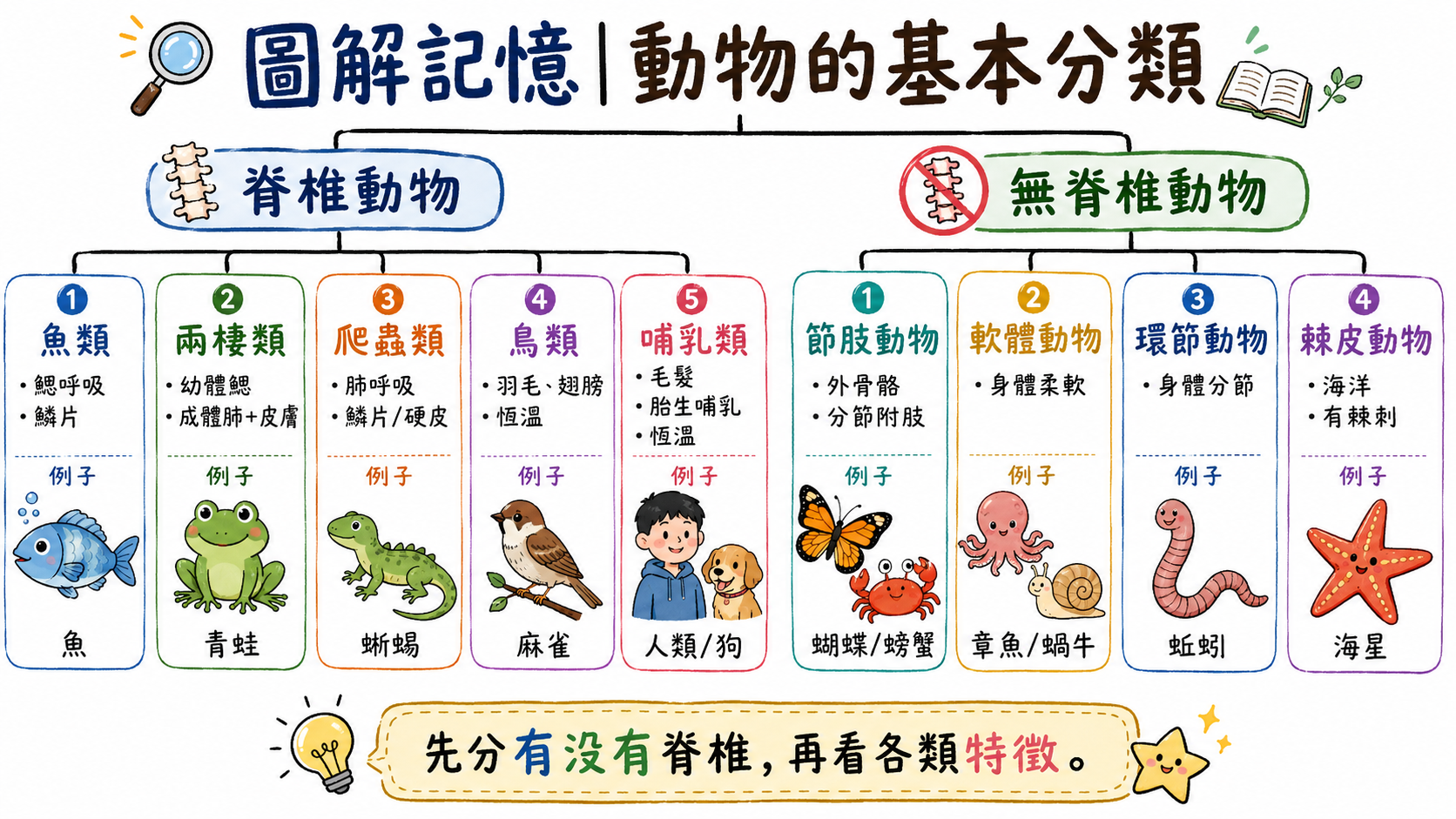 動物基本分類圖，整理脊椎動物五大類與無脊椎動物主要類群。