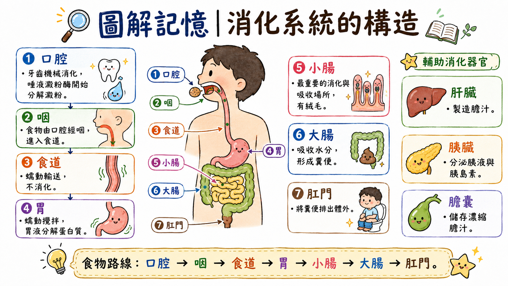 消化系統構造圖，整理口腔、咽、食道、胃、小腸、大腸、肛門與輔助消化器官。