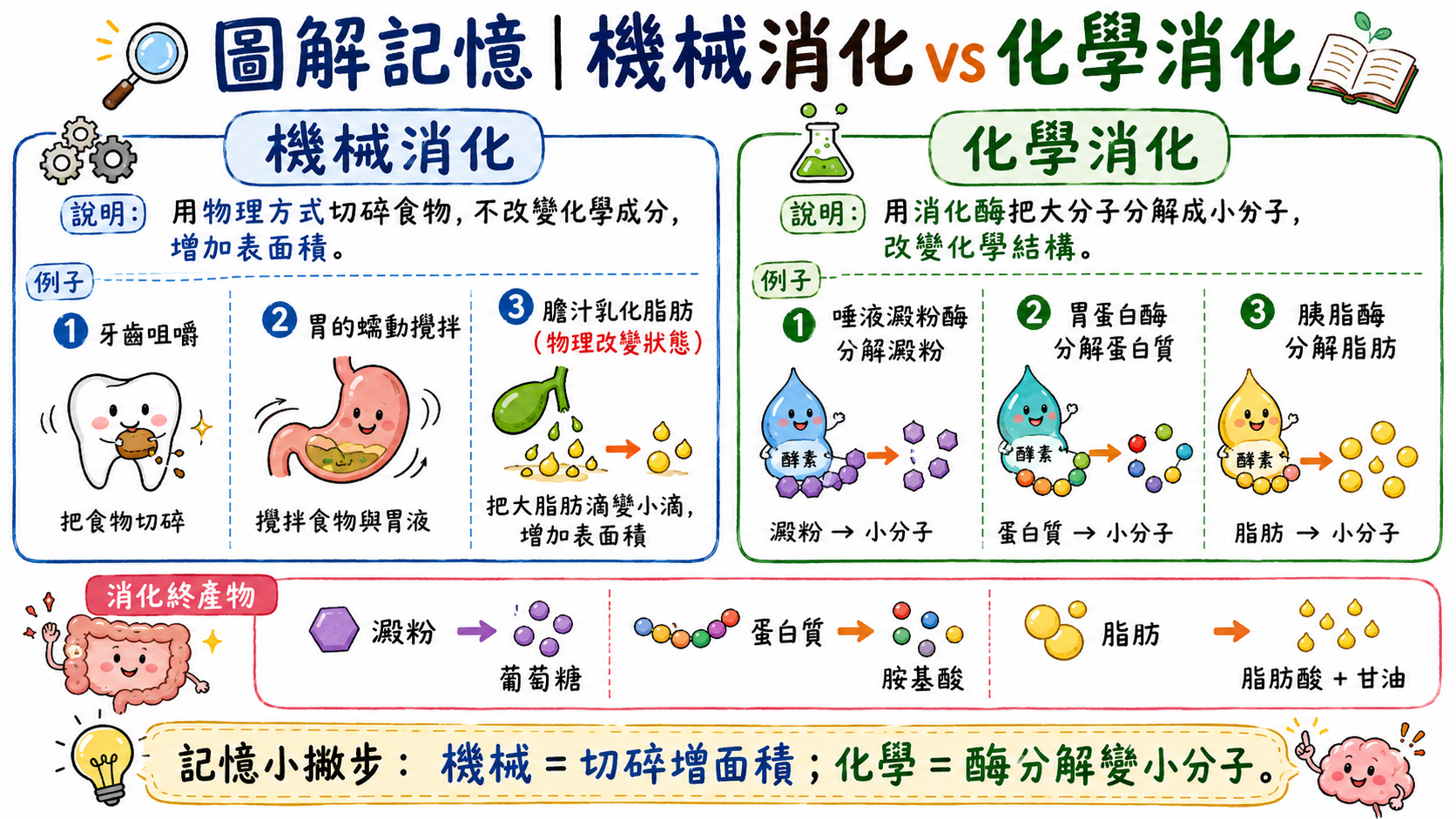 機械消化與化學消化比較圖，說明牙齒咀嚼、胃蠕動與消化酶分解營養素的差異。