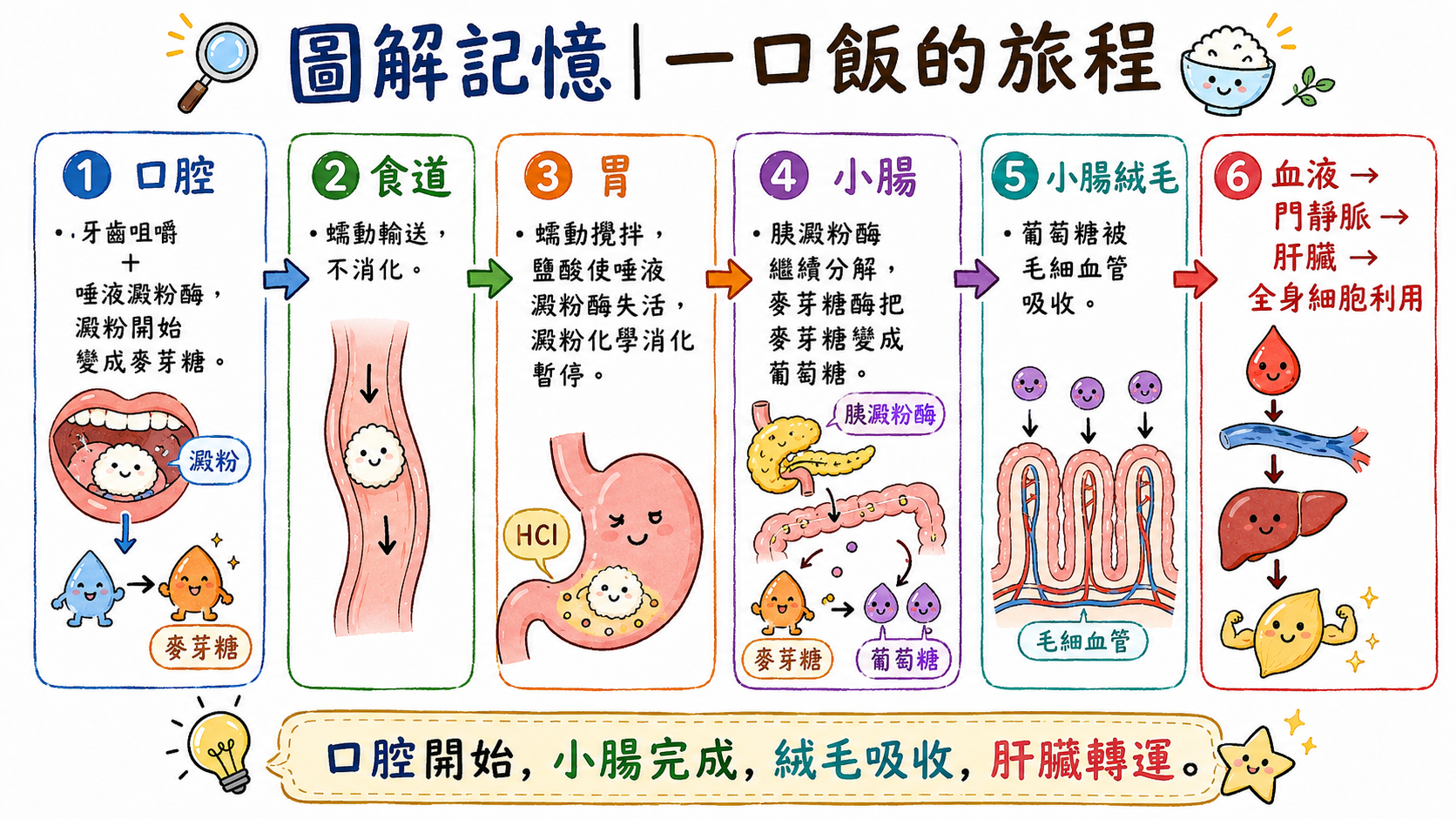 一口飯的旅程圖，說明澱粉從口腔、食道、胃、小腸到吸收進血液與肝臟處理的過程。